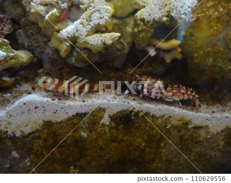 Symbiotic relationship between the black-necked goby and the Japanese long-eared shrimp Symbiotic relationship between the black-necked goby and the Japanese long-eared shrimp 110629556