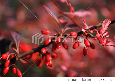 Barberry (Berberis vulgaris) branch fresh ripe berries natural green background Berberis thunbergii (Latin Berberis Coronita) Barberry berries fruits bush colorful floral autumn season shallow focus Barberry (Berberis vulgaris) branch fresh ripe berries natural green background Berberis thunbergii (Latin Berberis Coronita) Barberry berries fruits bush colorful floral autumn season shallow focus 110630000