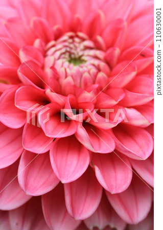 Close-up of a pink bloom, flower, beauty Close-up of a pink bloom, flower, beauty 110630001