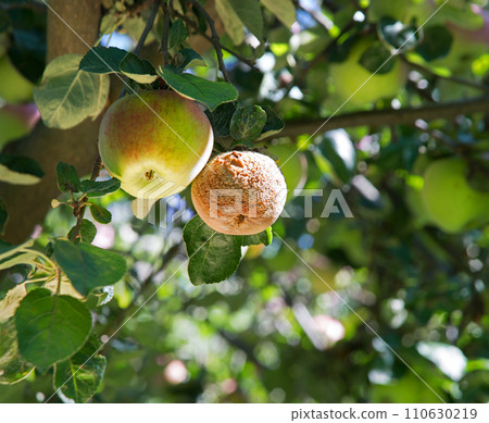 Rotten and healthy apples on a branch Rotten and healthy apples on a branch 110630219