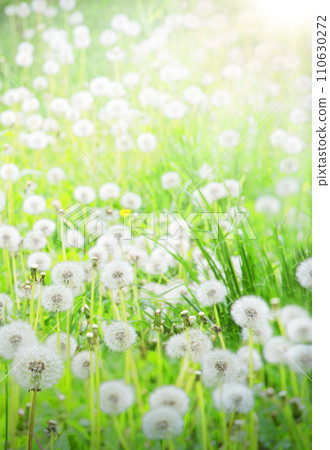 Green field with white dandelions Green field with white dandelions 110630272