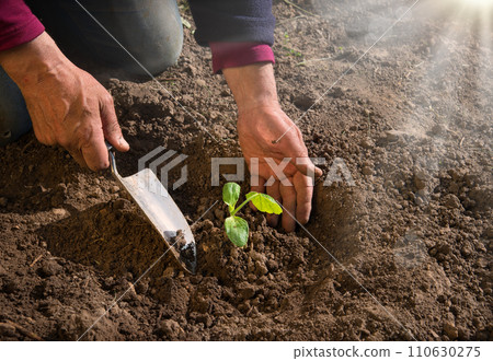 Male hands planting a cucumber seedling Male hands planting a cucumber seedling 110630275