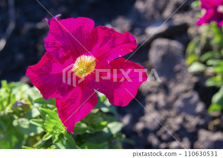 Beautiful blooming flower with bright red pink petals and yellow center on blurred background on sunny summer spring day close up. 110630531