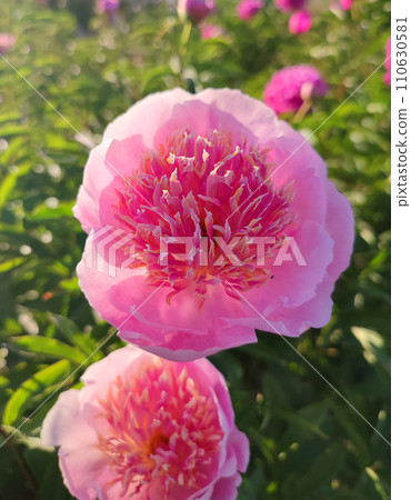 Large big peony flower with large petals of pink crimson red color with stamens and green leaves close-up. Beautiful blossoming of beautiful Peony flower. Beautiful flower peony blossom in spring 110630581