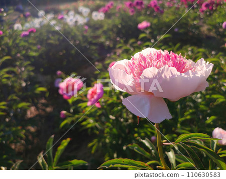 Large big peony flower with large petals of pink crimson red color with stamens and green leaves close-up. Beautiful blossoming of beautiful Peony flower. Beautiful flower peony blossom in spring 110630583