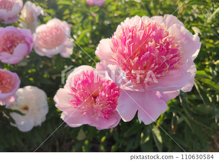 Large big peony flower with large petals of pink crimson red color with stamens and green leaves close-up. Beautiful blossoming of beautiful Peony flower. Beautiful flower peony blossom in spring 110630584