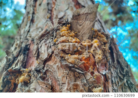 The trunk of a pine tree with a broken dry branch, resin seeped out of the damaged holes, which hardened The trunk of a pine tree with a broken dry branch, resin seeped out of the damaged holes, which hardened 110630699