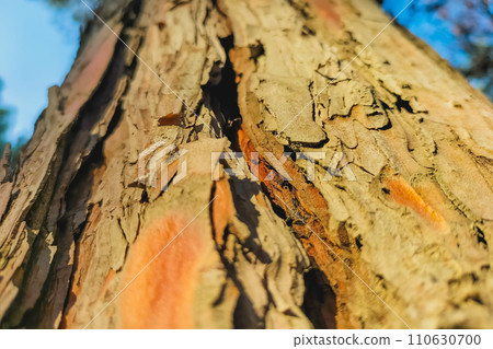Beautiful pine bark with deep cracks in the sunlight. A background with a perspective going up to the sky Beautiful pine bark with deep cracks in the sunlight. A background with a perspective going up to the sky 110630700