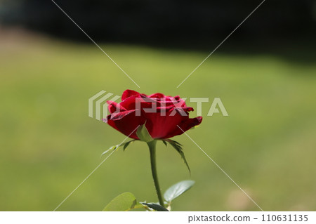 Dark red rose flower on a blurred green background, side view at eye level, center composition. A symbol of a love relationship, indicating signs of attention to a lady, beloved, woman Dark red rose flower on a blurred green background, side view at eye level, center composition. A symbol of a love relationship, indicating signs of attention to a lady, beloved, woman 110631135