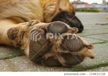 Close-up of pads on the dog's paw and large claws. Puppy sleeping lying on pavement tiles 110631136