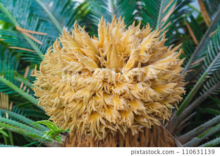 Beautiful flower of tree during flowering season and subsequent fruiting close-up with streaks of sweet attractant for crops that carry pollen between trees and pollinate. Protecting Nature and bees 110631139