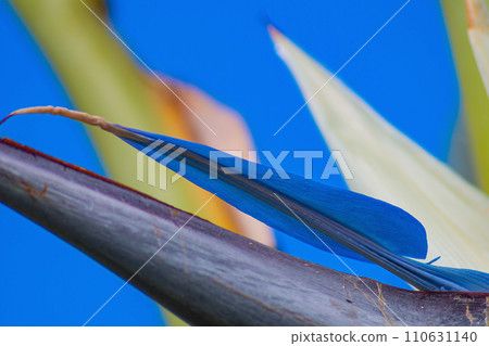 Amazingly beautiful blue unique tropical palm flower. Wonders of nature and adaptation to living and growing conditions 110631140
