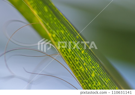 Fibers at the tips of a palm tree leaf close-up. The concept that the natural fibers of certain plants can be used in many folk industries. Fibers at the tips of a palm tree leaf close-up. The concept that the natural fibers of certain plants can be used in many folk industries. 110631141