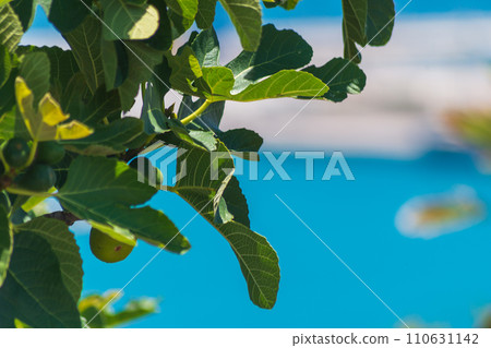 Green leaves of trees against the blurred background of turquoise or blue ocean, sea. Vacations in resort, wintering in warm countries concept Green leaves of trees against the blurred background of turquoise or blue ocean, sea. Vacations in resort, wintering in warm countries concept 110631142