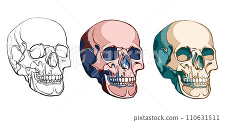 A set of skulls, a linear drawing of a cranium and two colored skulls. 110631511