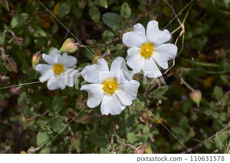 Some white and yellow jaguarzo morisco flowers 110631578