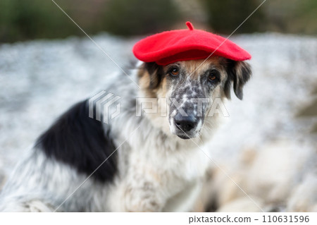 Big dog in bright red beret portrait close-up 110631596