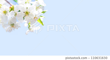 Banner. White cherry flowers on a branch against a blue sky. Copyspace. Place for an inscription. Selective focus. 110631630