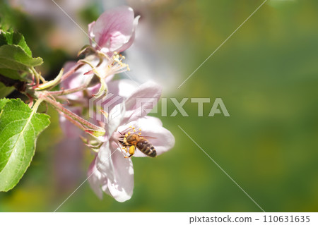 A flying honey bee collects pollen from apple blossoms. Copyspace. Selective focus. 110631635