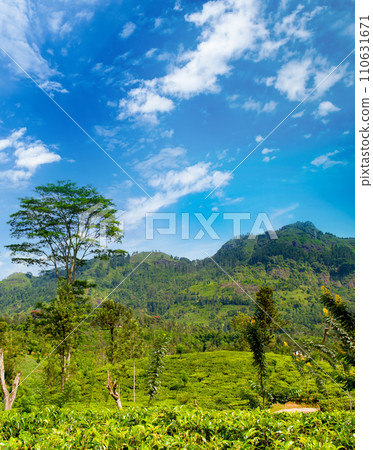Tea plantation on the slopes of the mountains and a beautiful sky. Vertical photo. Tea plantation on the slopes of the mountains and a beautiful sky. Vertical photo. 110631671