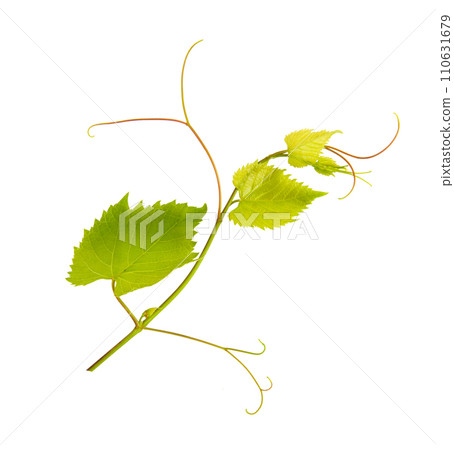 Grapevine and grape leaves isolated on white . 110631679