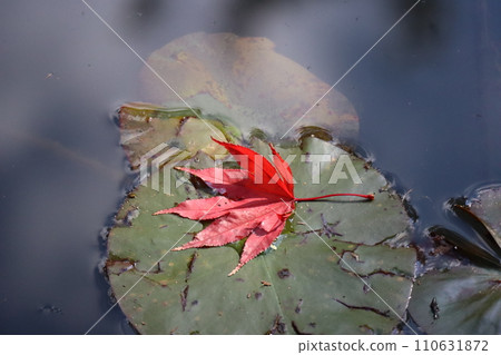 A landscape with a single maple leaf turning red on top of a lotus leaf in a pond. 110631872