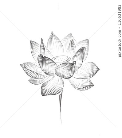 A hand-drawn lotus flower isolated on a white background. The linear drawing is black and white. 110631982