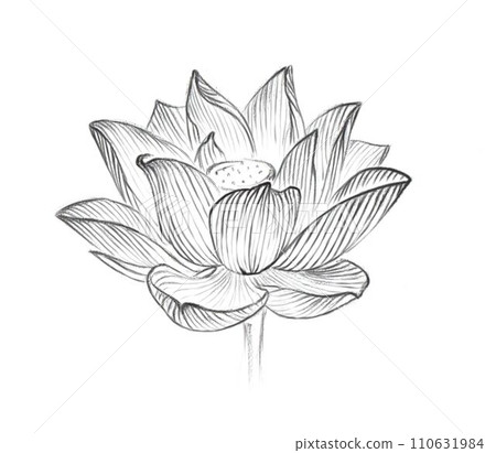 A hand-drawn lotus flower isolated on a white background. The linear drawing is black and white. 110631984