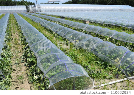 Vinyl tunnel cultivation Vinyl tunnel cultivation 110632924