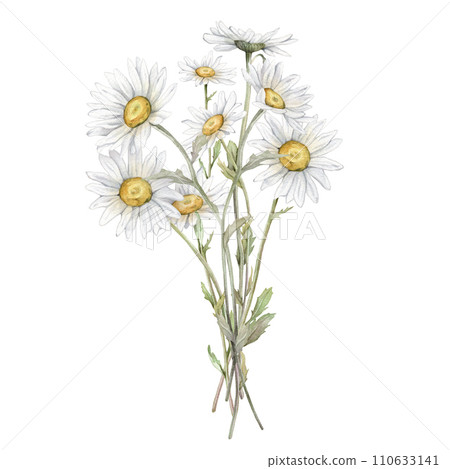 Watercolor Daisy. Hand drawn illustration of Chamomile. bouquet of white blossom flowers on isolated background. Drawing botanical clipart invitation cards. Hand painted summer rustic wildflowers. Watercolor Daisy. Hand drawn illustration of Chamomile. bouquet of white blossom flowers on isolated background. Drawing botanical clipart invitation cards. Hand painted summer rustic wildflowers. 110633141