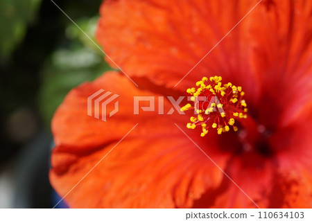 Close up of red hibiscus flowers Close up of red hibiscus flowers 110634103