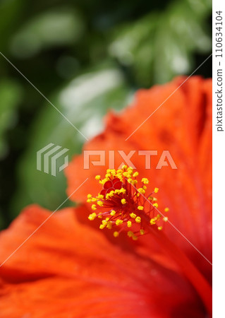Close up of red hibiscus flowers Close up of red hibiscus flowers 110634104