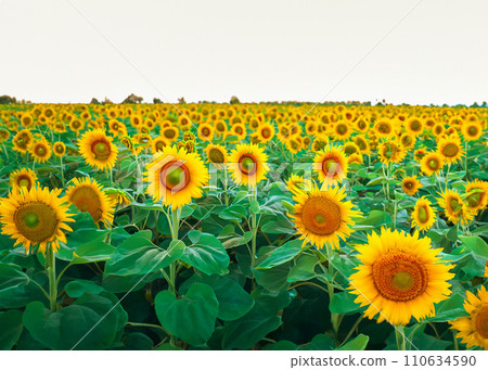 Sunflower field illustration 110634590