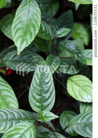 Impatiens hyance leaves and raindrops 110635531