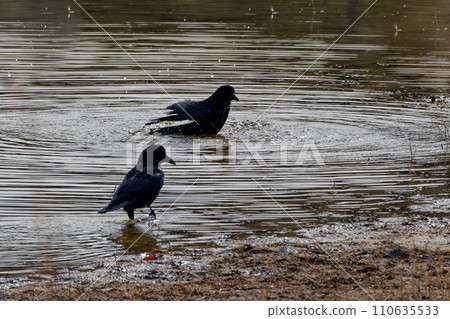 Carrion crow, Corvidae, bathing at the waterside 110635533