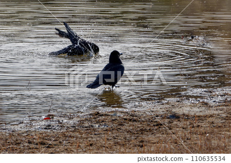 Carrion crow, Corvidae, bathing at the waterside 110635534