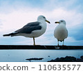 Couple of black-tailed gulls 110635577