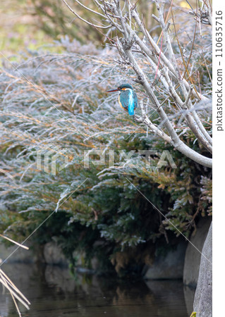 Kingfisher perching on a branch Kingfisher perching on a branch 110635716