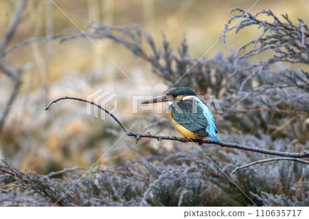 Kingfisher perching on a branch 110635717
