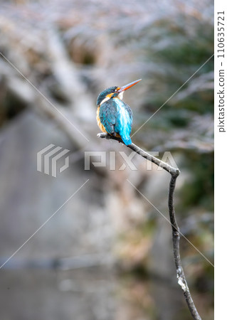 Kingfisher perching on a branch Kingfisher perching on a branch 110635721