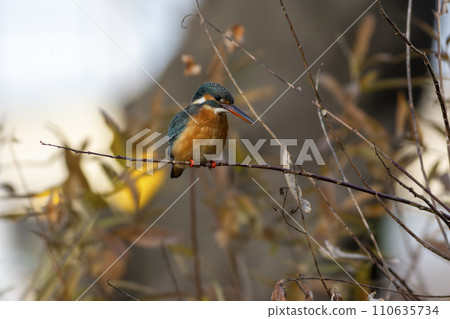 Kingfisher perching on a branch 110635734