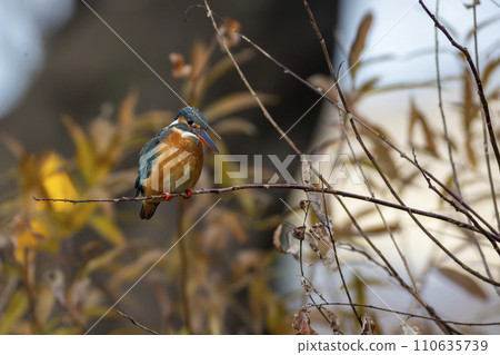 翠鳥棲息在樹枝上 110635739