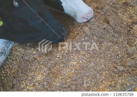 cow, cattle, cows 110635786