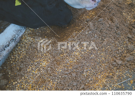 cow, cattle, cows 110635790
