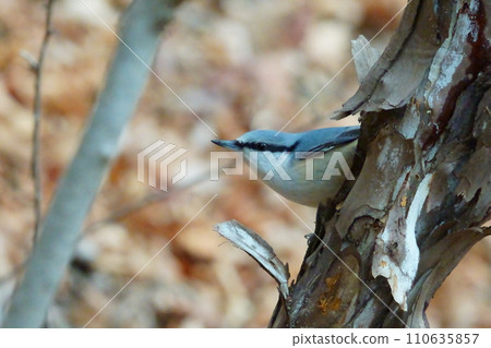 Nuthatch perching on a tree branch 110635857