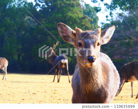 Deer in Nara Park looking at the camera 110635899
