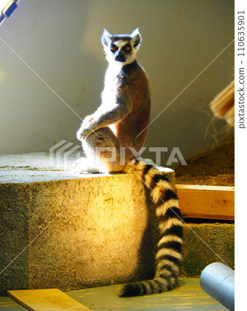 Ring-tailed lemur basking in the sun Ring-tailed lemur basking in the sun 110635901