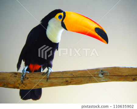 Toco toucan perching on a branch Toco toucan perching on a branch 110635902