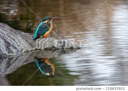 Kingfisher on a rock by the water Kingfisher on a rock by the water 110635912