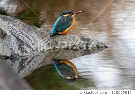 水邊岩石上的翠鳥 110635915